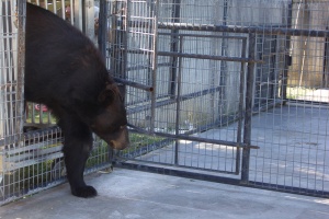 bearrescue-7943