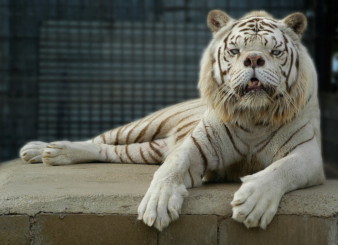 Memberships Turpentine Creek Wildlife Refuge