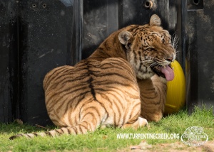 300px x 214px - Hybrid Species - Ligers and Tigons | Turpentine Creek ...