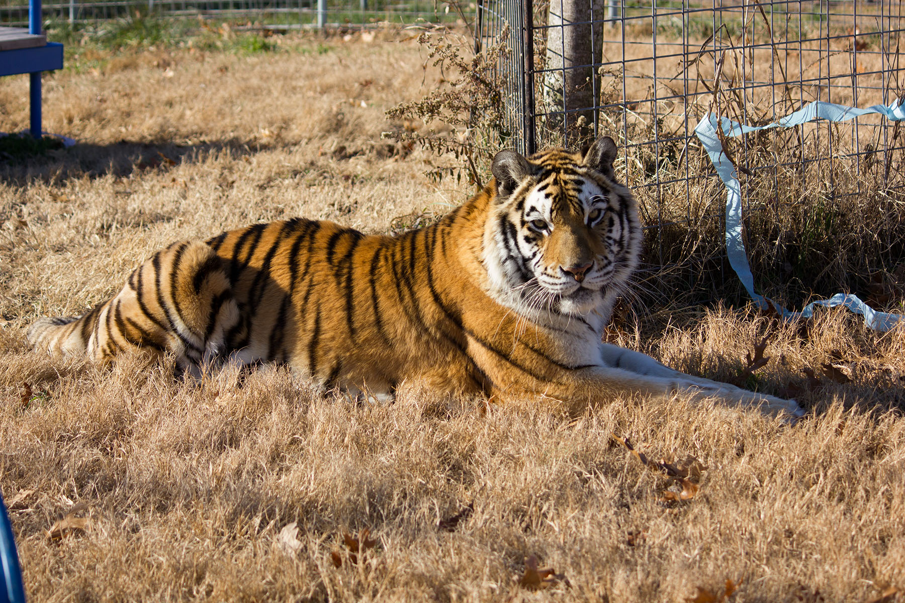 Tigers in Backyards Turpentine Creek Wildlife Refuge