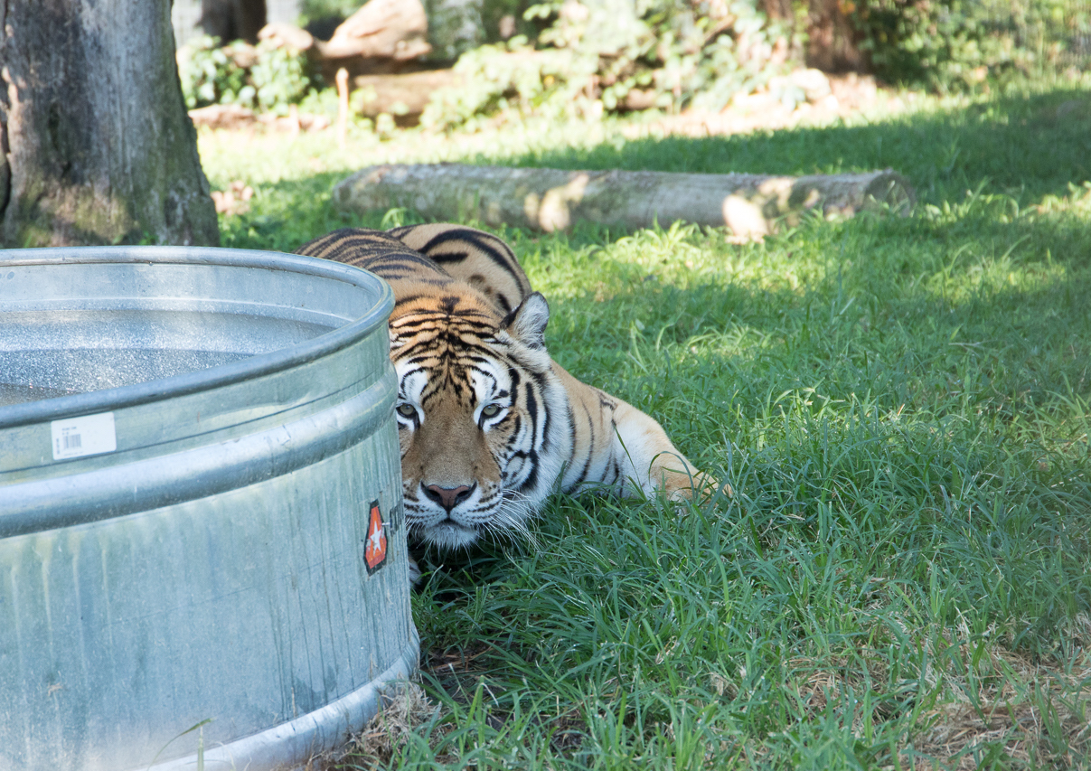 turpentine big cat rescue