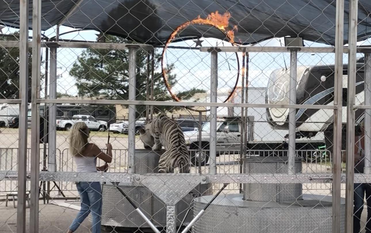 Why is the Big Cat Public Safety Act important?