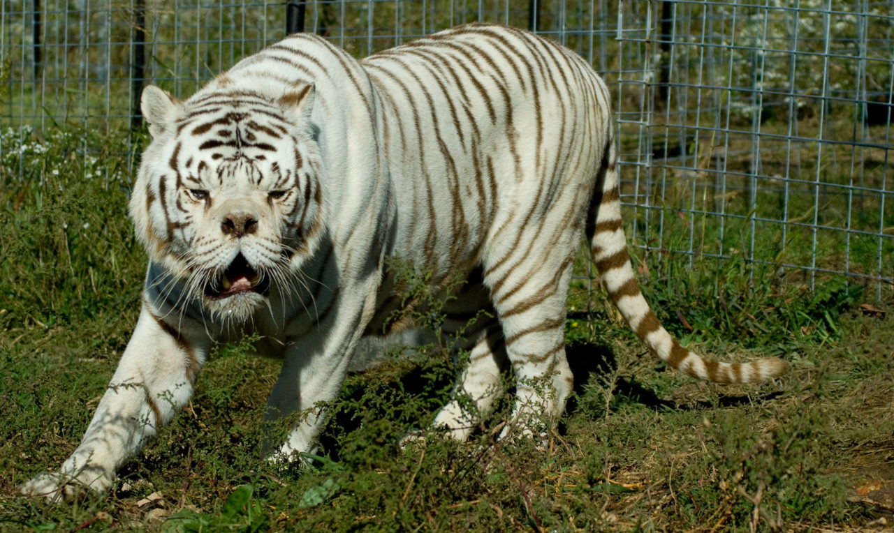 White Tiger Inbreeding - Animal Ethics RI