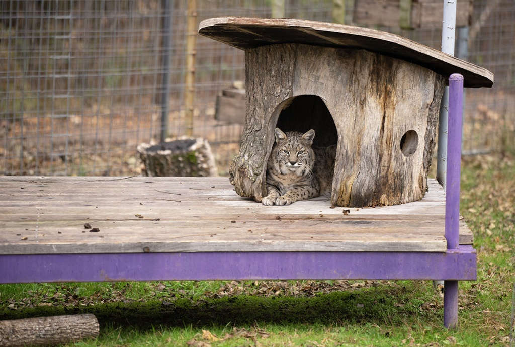 Dillian enjoying his new habitat at Rescue Ridge