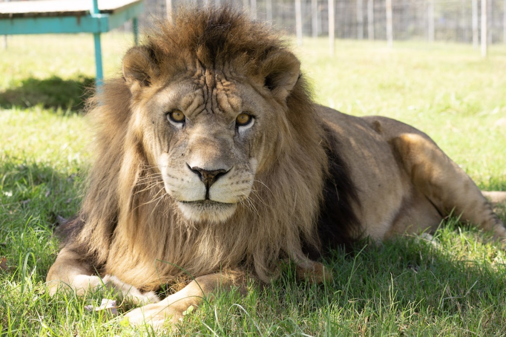 Turpentine Creek Archives Page 8 Of 33 Turpentine Creek Wildlife Refuge