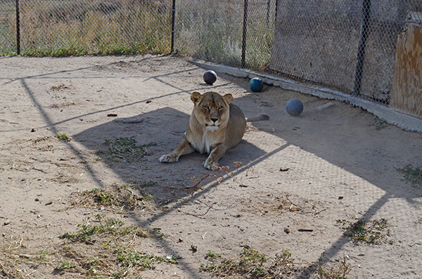 Road Side Zoos | Turpentine Creek Wildlife Refuge Road Side Zoos | Turpentine Creek Wildlife Refuge