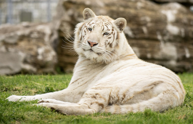 white tiger lounging on grass