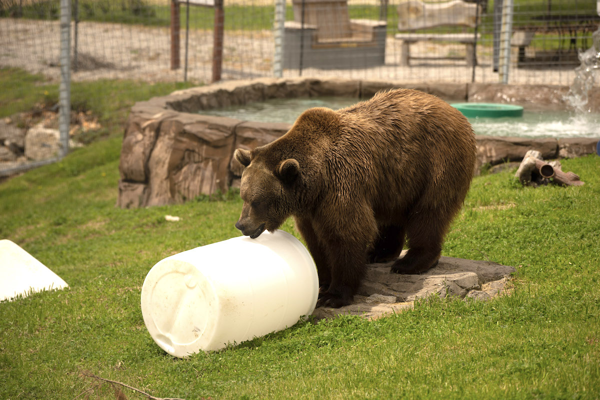 courreges　bear Vintage 1950's-1960's Teddy Bear Carnival Fair Plush Prize Brown