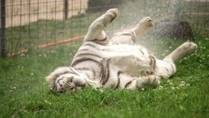 Remington enjoying a cat bath