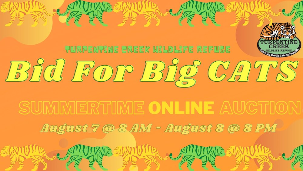 Bid For Big Cats | Turpentine Creek Wildlife Refuge Bid For Big Cats | Turpentine Creek Wildlife Refuge