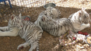 Young cubs suffering from Metabolic Bone Disease, unable to walk due to broken bones. These cubs suffer because of human's wanted to play with a cub.