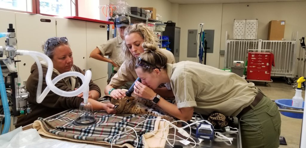 Staff Veterinarian Dr. Kellyn Sweely lets previous intern and current veterinary student Nicole Barney check out Tony's eyes