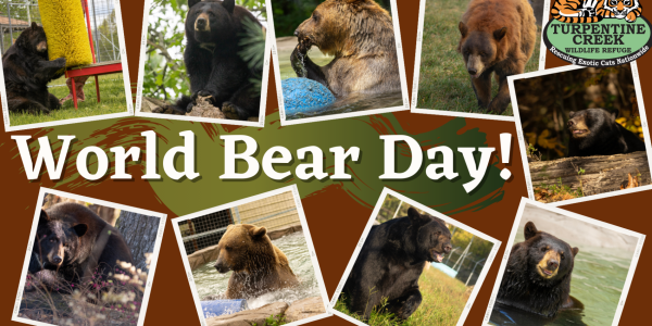 world bear day