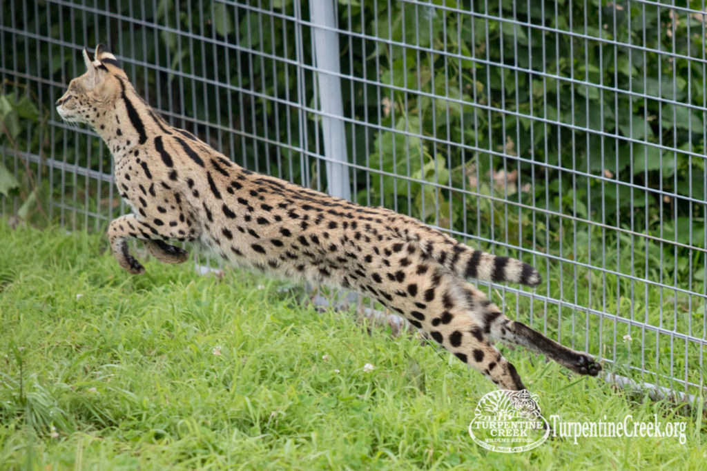 Giselle leaping for joy as she explores her habitat