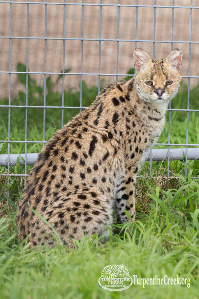 Whistler taking a break from watching his new neighbors