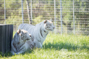 Blackfire and Peyton stalk their sibling Rocklyn