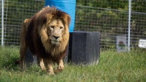 Chief the lion in a large grassy habitat at his new home at TCWR