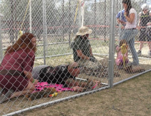 People participating in cub petting. Two cougar cubs lay listlessly while humans of all ages play with them. 