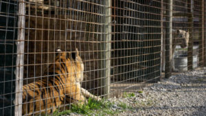 Two tigers - one orange and one white - in small cages at WIN in Indiana