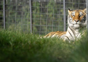 Miles, an orange tigress, relaxes in a large grassy habitat at her new home in Arkansas.