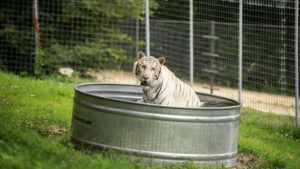 Luna in her pool