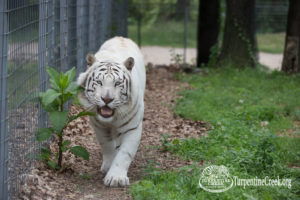 White tiger Donner stalks the camera with a smile on his face.