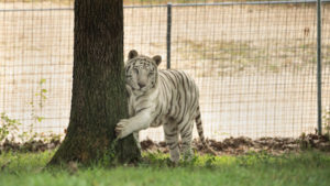 Glacier a white tiger scratching a tree in his new grassy habitat at TCWR