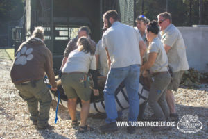 Team members carrying a bear