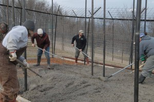 Lion habitat concrete