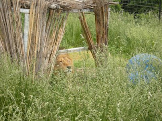 Lion in cover grass