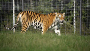 Miles an orange tigress enjoying her large grassy habitat at TCWR