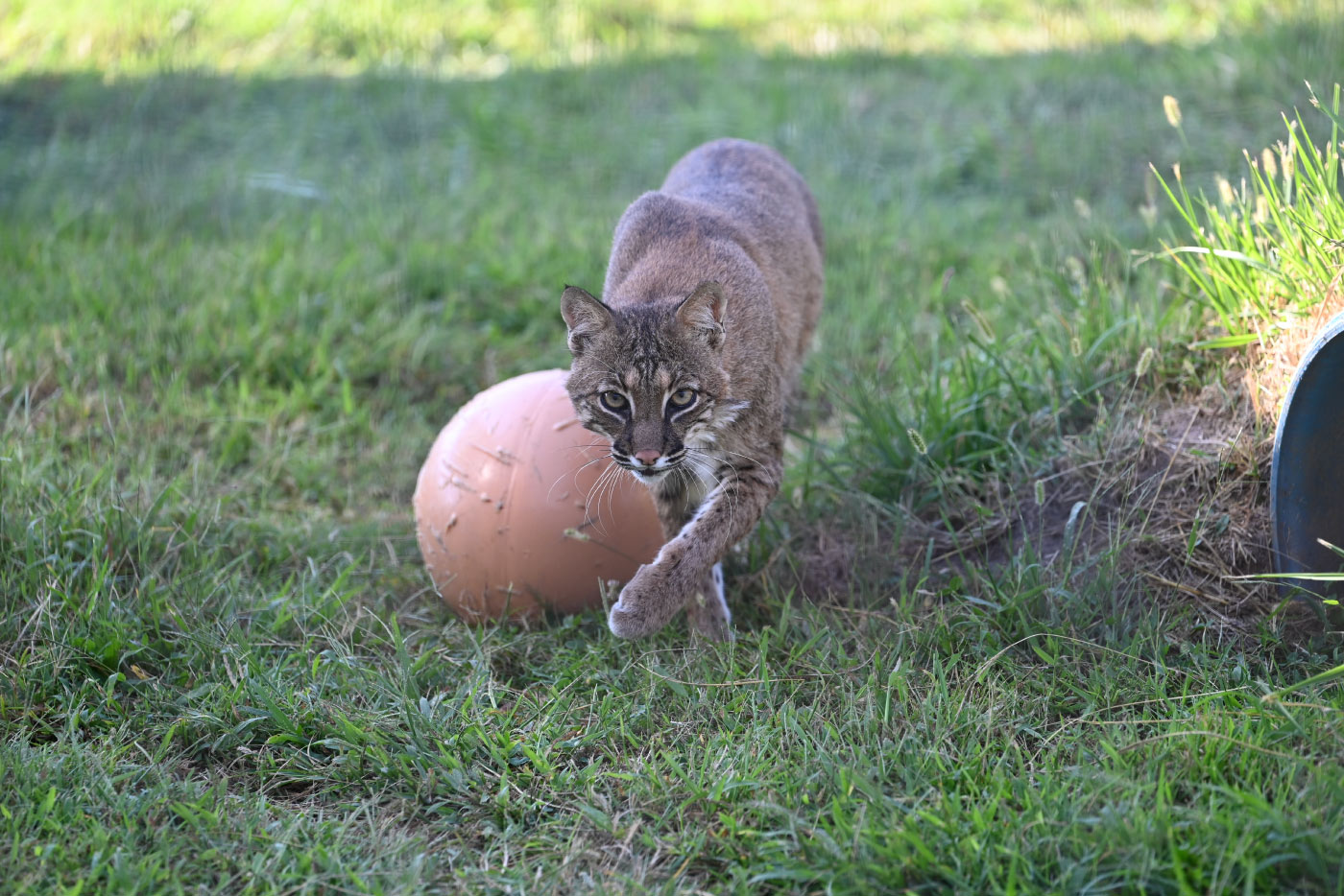 Prince-Bobcat-Scaled Bobcat walking on grass