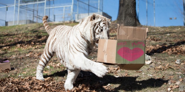 roman with boxes