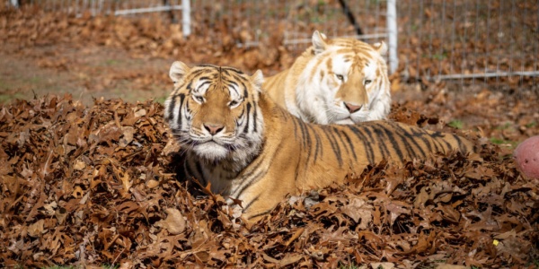 tiger and liger