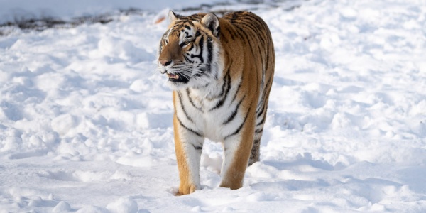 tiger in snow