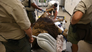 New rescued lion Chief gets a veterinary checkup at TCWR