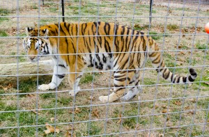 Sadie explores her new habitat area. 