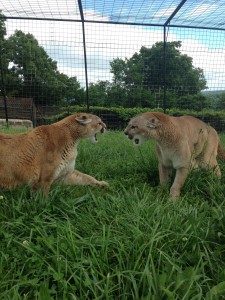 Sheba & Suli