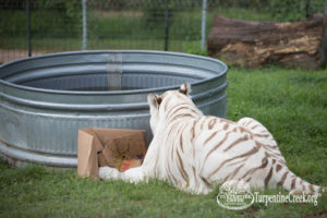 Tiger King Snowball