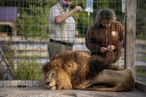 Chief the Lion getting fluids during rescue at Wildlife In Need