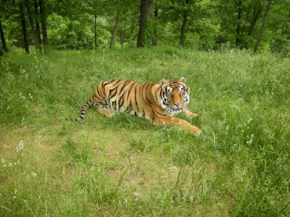 Tiger Sprawls in New Enclosure
