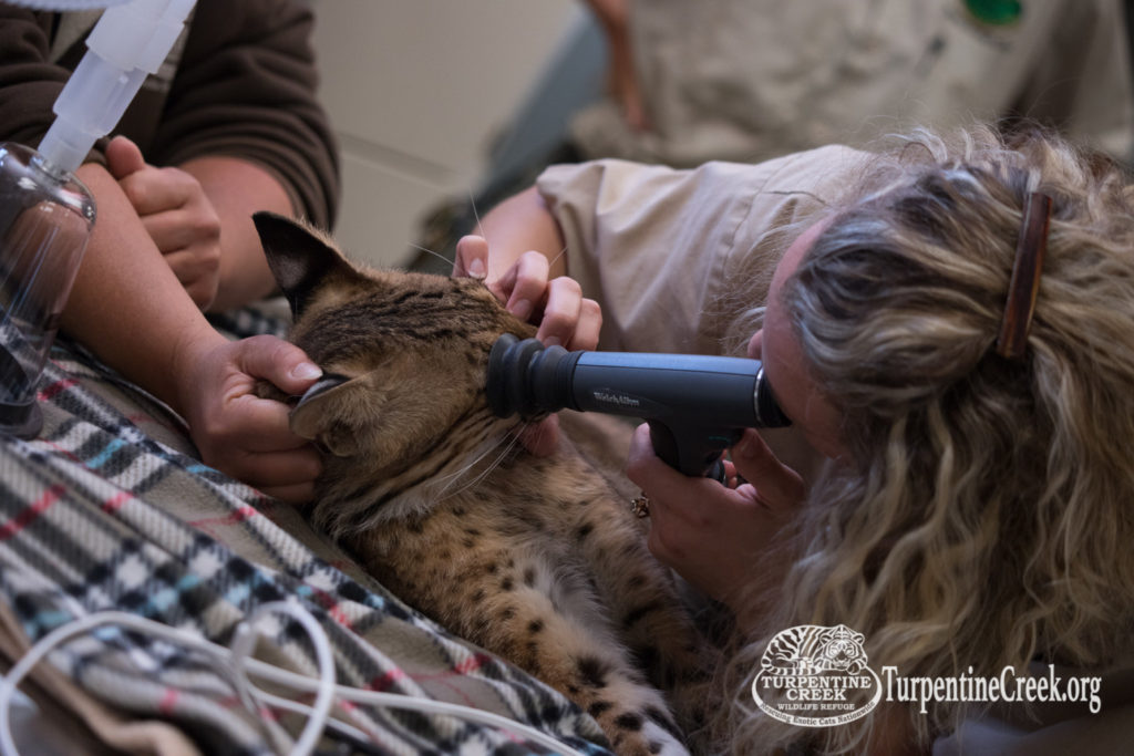 Dr. Sweely checkes out Tony's eyes