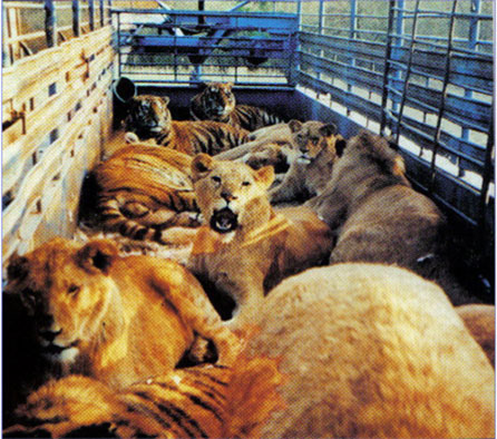 Twiss-Cats cats in transporter