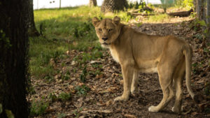 Ungowwa a female lioness in her large grassy habitat at TCWR