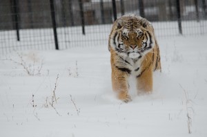 Abagail, an eight-year-old female Siberian tiger, romps through the snow. Cold weather provides extra challenges for us here at Turpentine Creek.