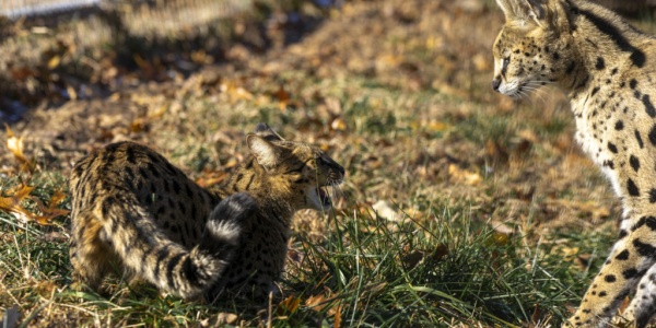 servals