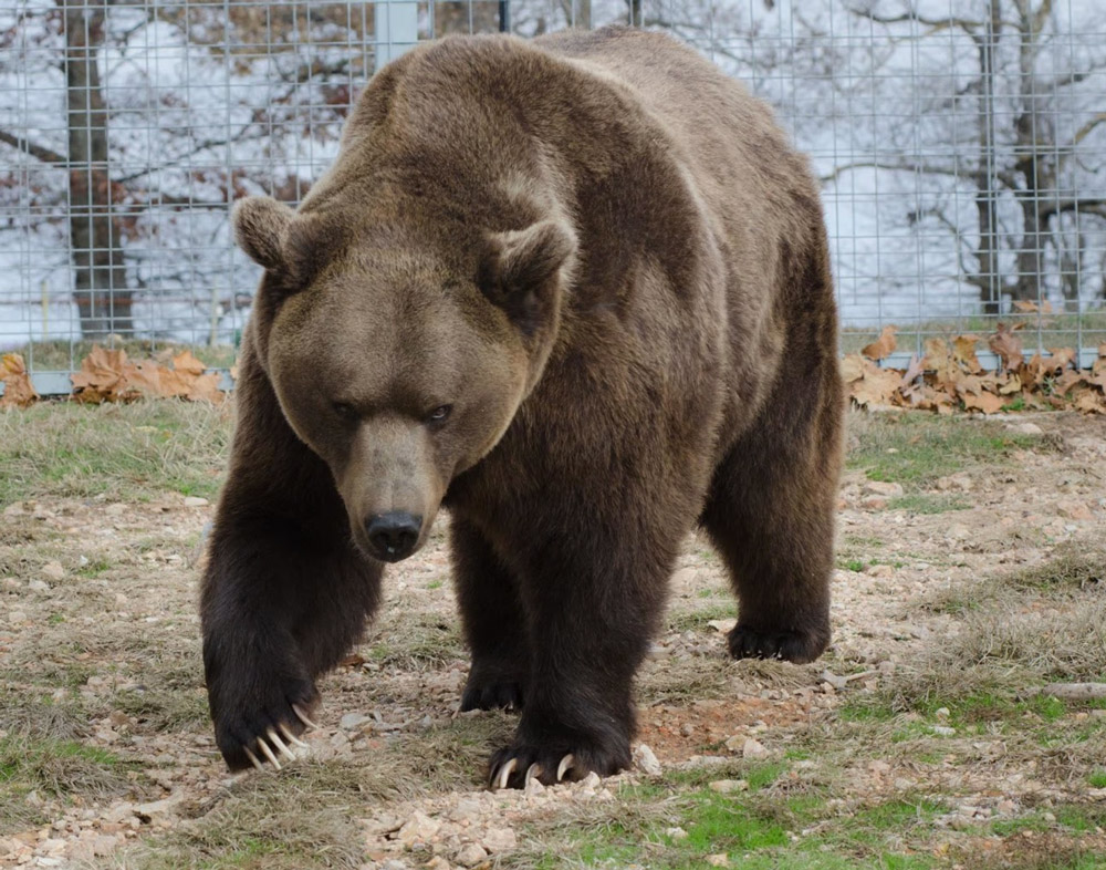 Bam Bam the Grizzly Bear walking though his grassy habitat