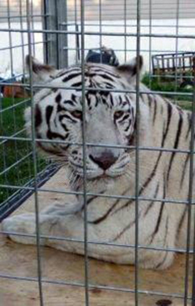 Big cats leaving Ohio for new home | Turpentine Creek Wildlife Refuge