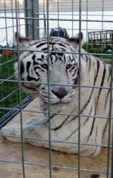 big-cat-rescue-art-gnugil2t-1big-cat-rescue-b-jpg