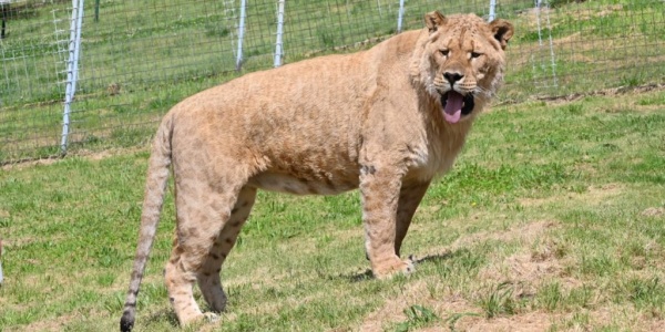 liger hanging out